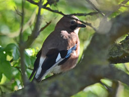 jay