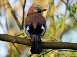jay
