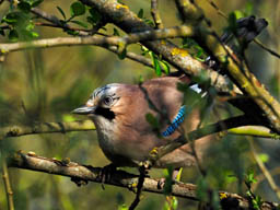 jay