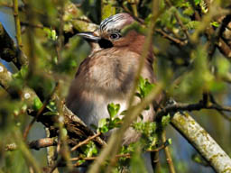 jay