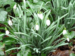 snowdrop