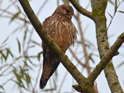 kestrel