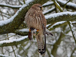 kestrel
