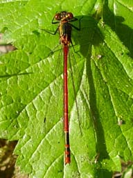 large red damselfly - male