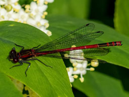 large red damselfly - male