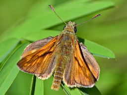 large skipper butterfly