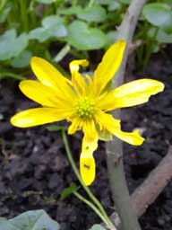 lesser celendine