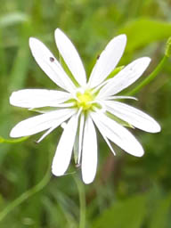 lesser stitchwort