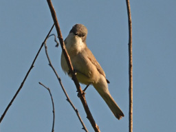 lesser whitethroat