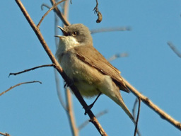 lesser whitethroat