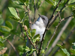 lesser whitethroat