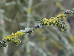 xanthoria