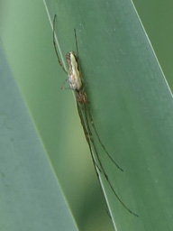 nursery web spider with egg sac