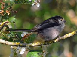 long-tailed tit