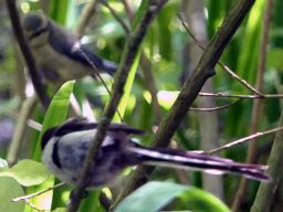 long-tailed tits