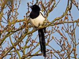 magpie