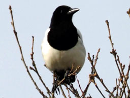magpie