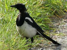 magpie