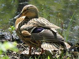 female mallard