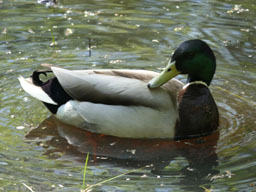 male mallard
