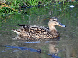 female mallard