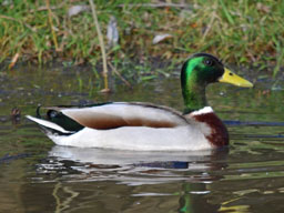 male mallard
