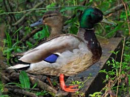 pair of mallards