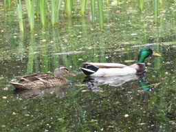 mallards on Puckles Pond