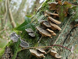 many-zoned polypore