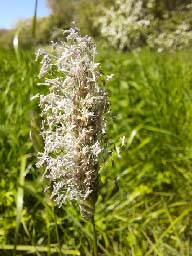meadow foxtail