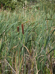 great reedmace