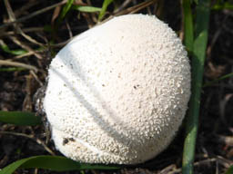 maybe meadow puffball
