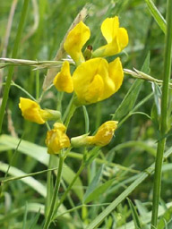 meadow vetchling
