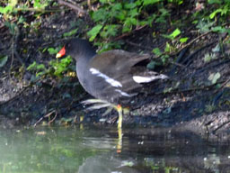 moorhen