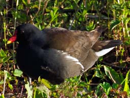moorhen