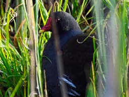 moorhen