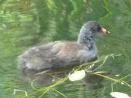 young moorhen