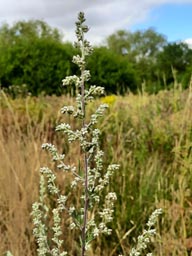 mugwort