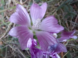 musk mallow
