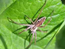 nursery web spider with egg sac