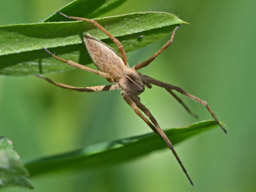 nursery web spider with egg sac