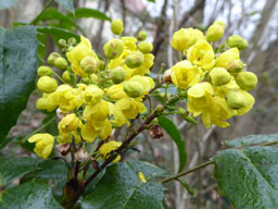 oregon grape