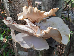 oyster mushroom