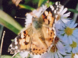 painted lady