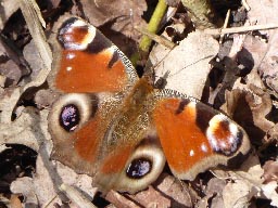 peacock butterfly