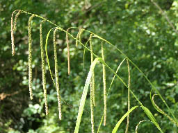 penduloud sedge