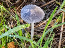 pleated inkcap