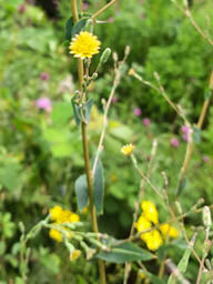prickly lettuce