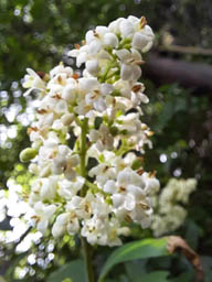 privet