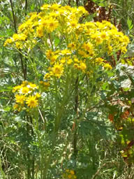 common ragwort